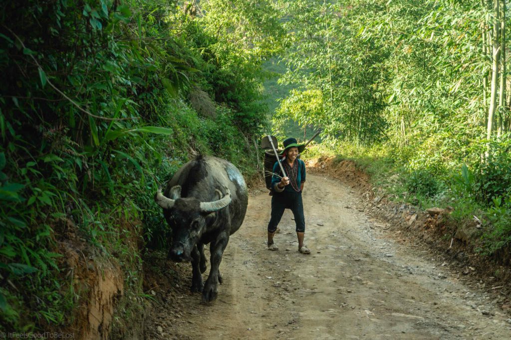 A young woman working in Sapa with her animal