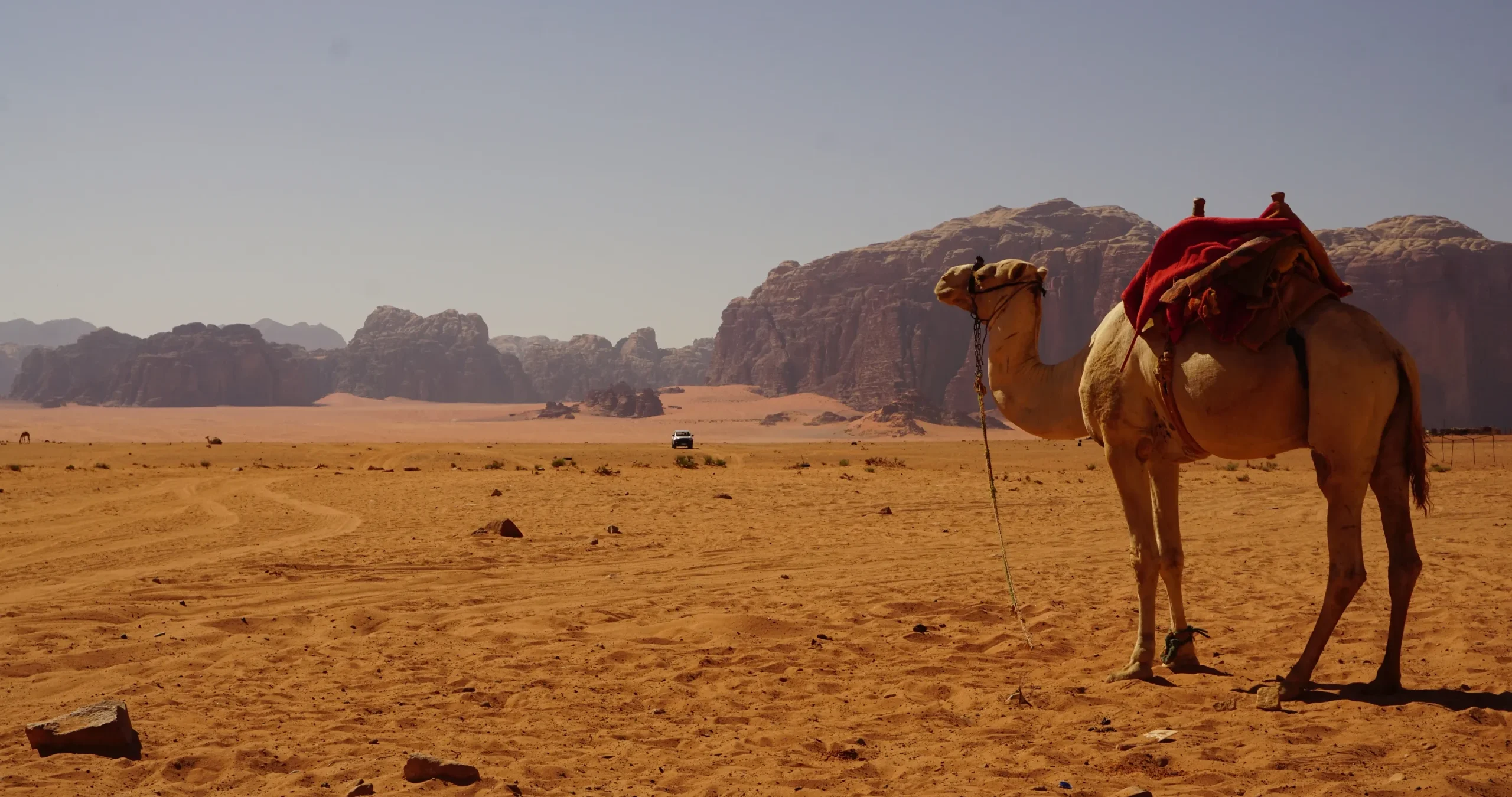 A camel in the desert of Wadi Rum, Jordan
